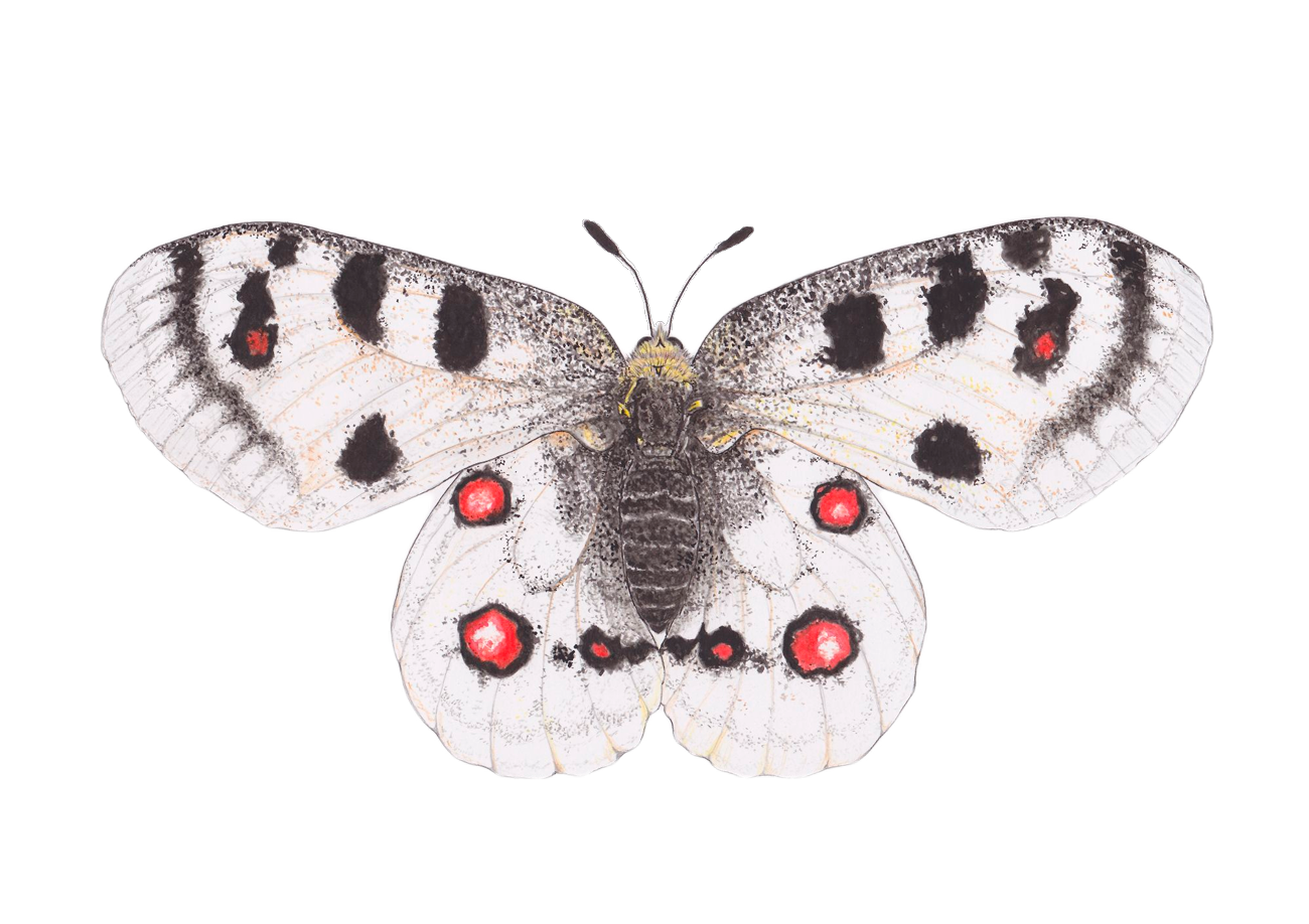 Ambito Weinetikett Illustration Apollofalter