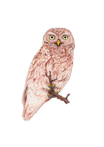 Ambito Weinetikett Illustration Steinkauz