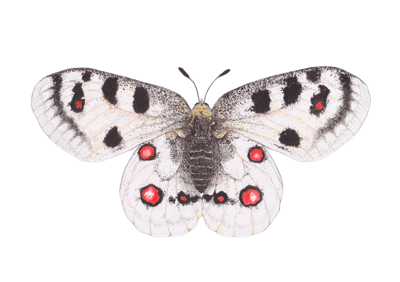 Ambito Weinetikett Illustration Apollofalter